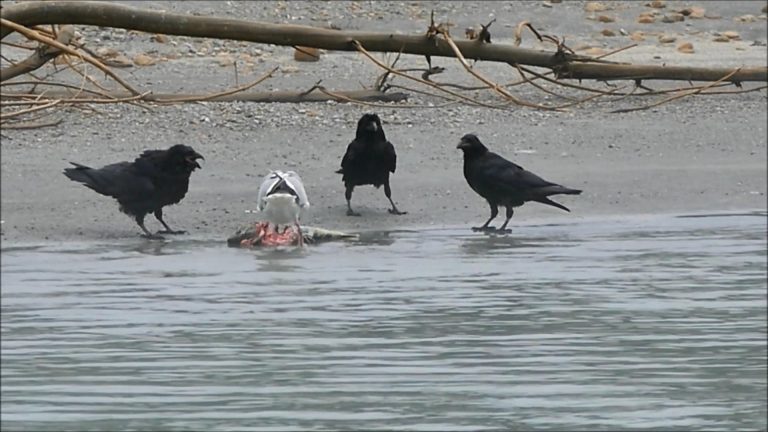 Sharing a Salmon Carcass, perhaps!