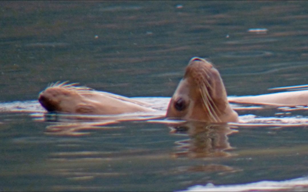 Steller Sea Lion images in Juneau, Alaska
