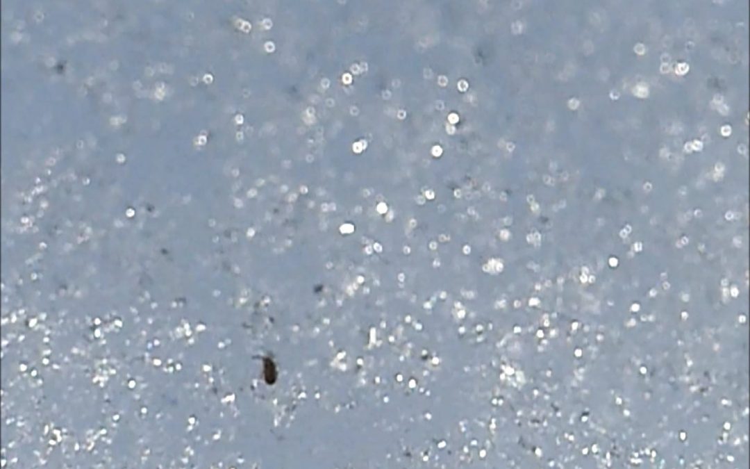 Springtail Jumping at 240 fps