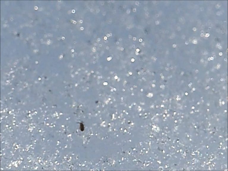 Springtail Jumping at 240 fps