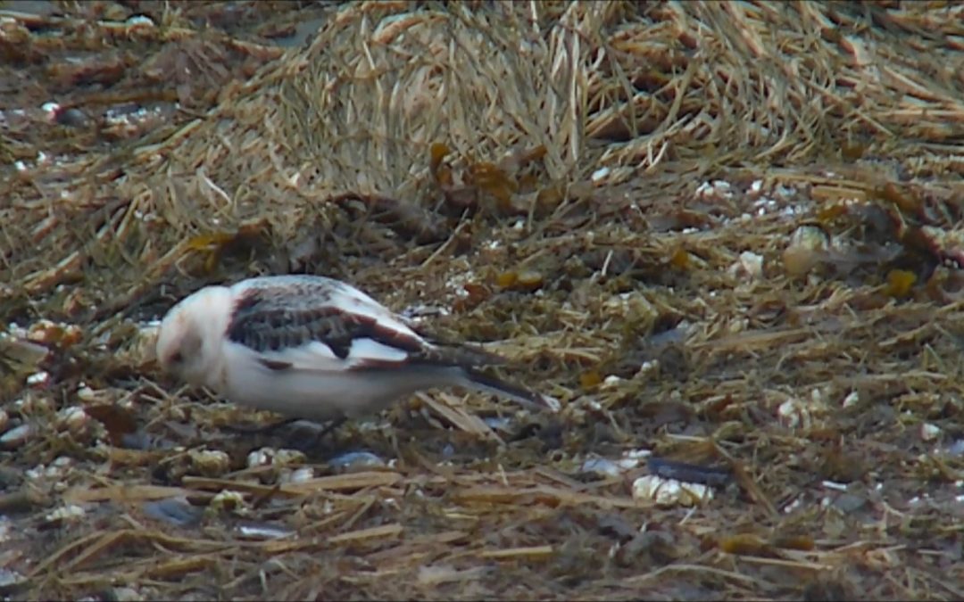 What are these snow buntings eating