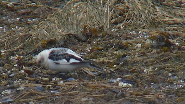 What are these snow buntings eating