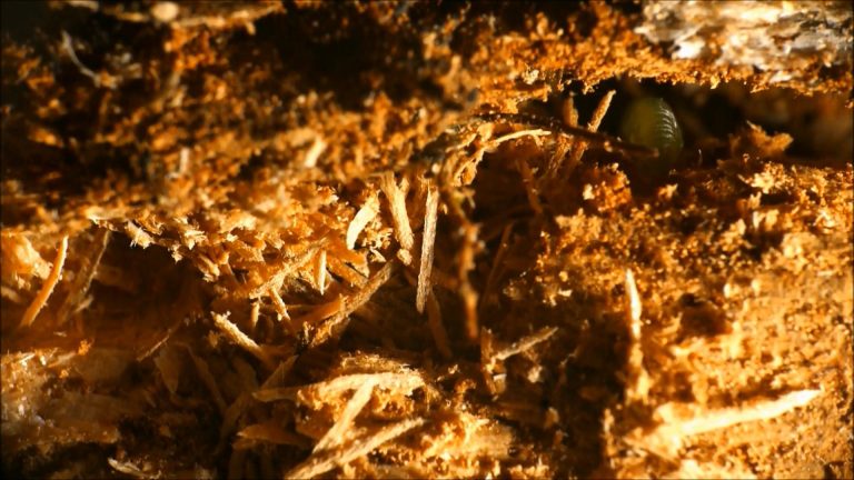 Green Sawfly Larva