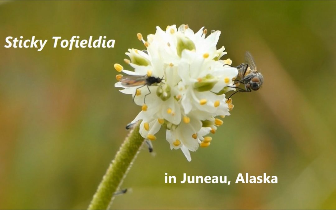 Sticky Tofieldia in Juneau, Alaska