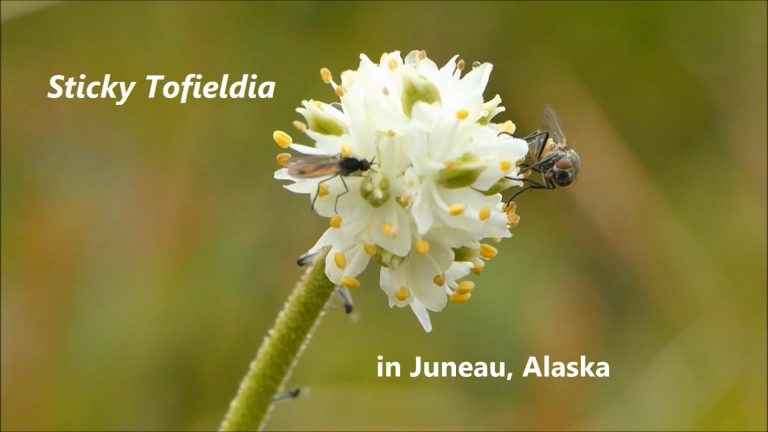 Sticky Tofieldia in Juneau, Alaska