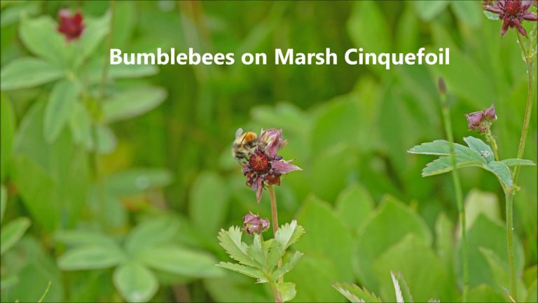 Bumblebees on Marsh Cinquefoil
