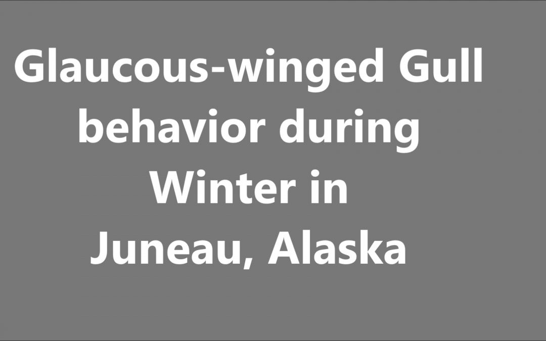 Glaucous-winged Gull Behavior in Juneau, Alaska during Winter