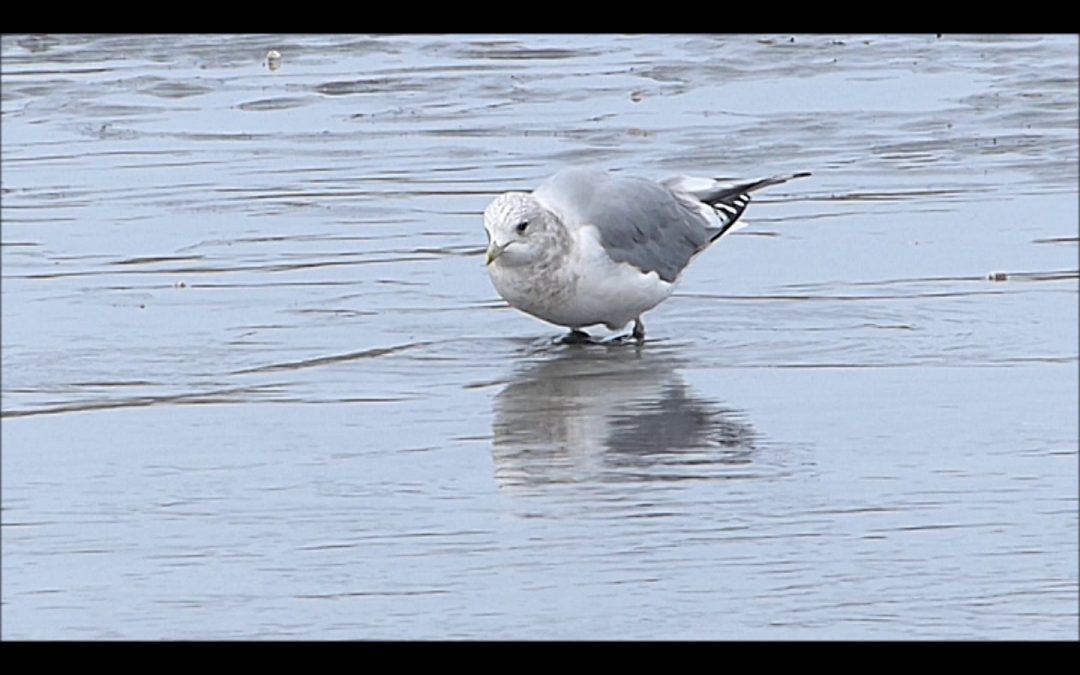 Dancing Gull