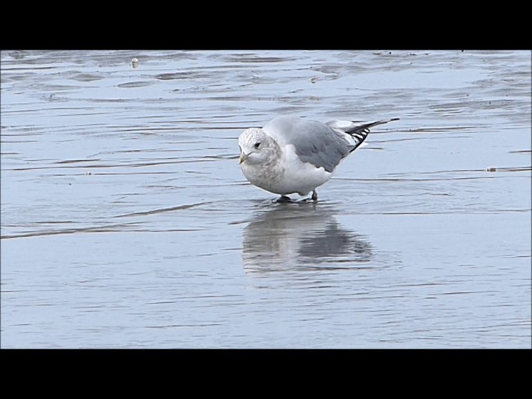 Dancing Gull
