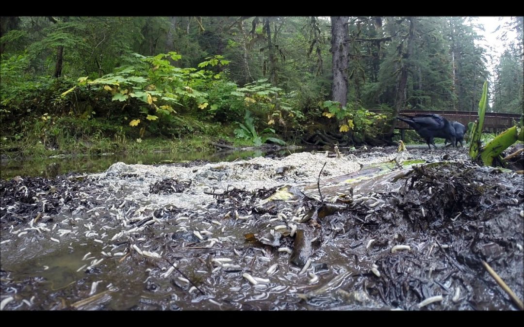 Blow Fly Maggots and Common Ravens