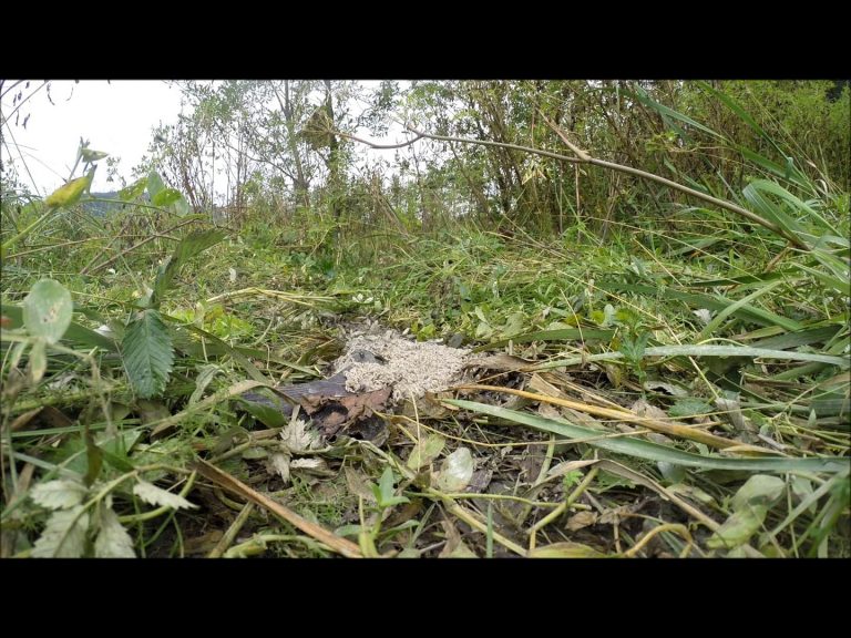 Northwestern Crows eating maggots on salmon carcass