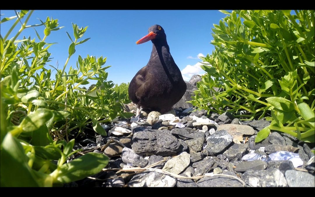 Black Oystercatcher Incubates Eggs