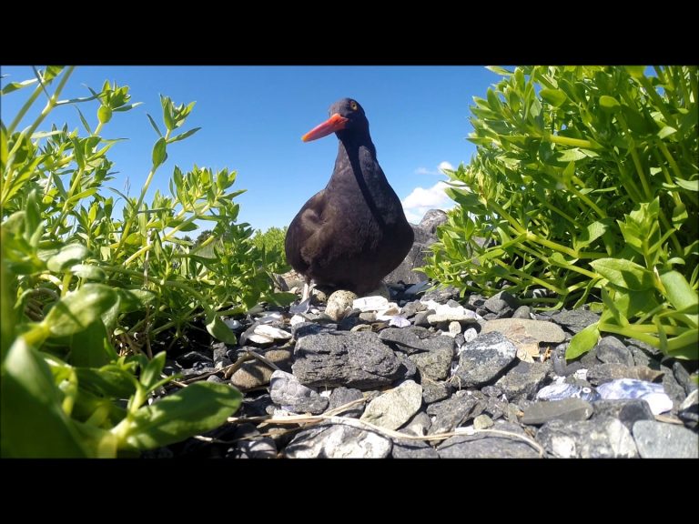 Black Oystercatcher Incubates Eggs