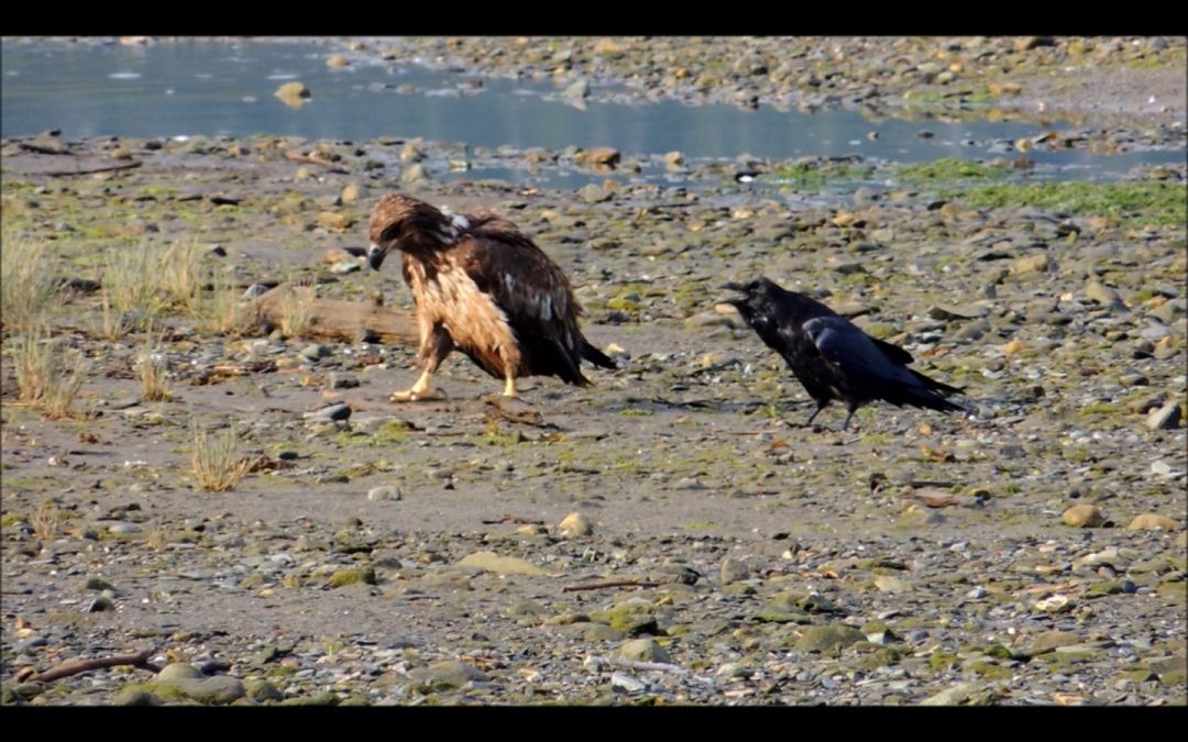Raven Harasses Eagle over a Piece of Wood