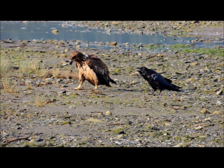 Raven Harasses Eagle over a Piece of Wood