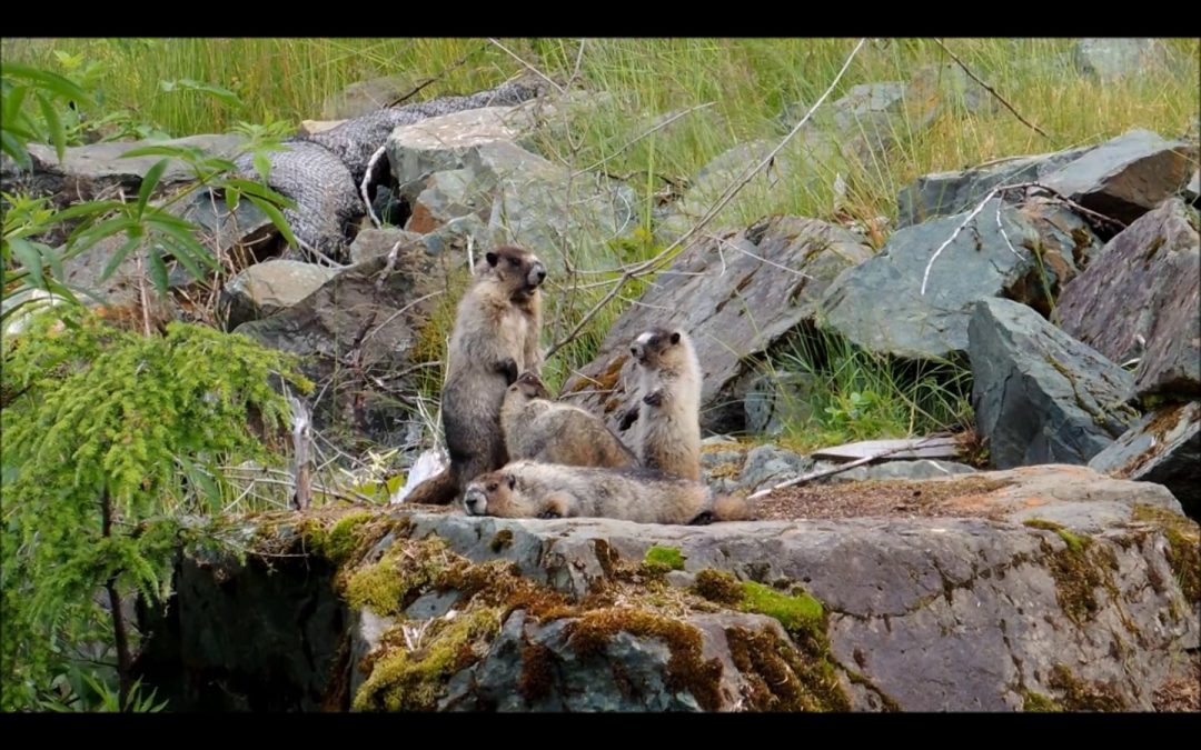 Marmots Love to Play