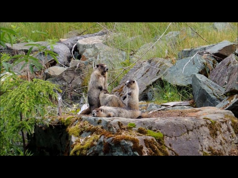 Marmots Love to Play