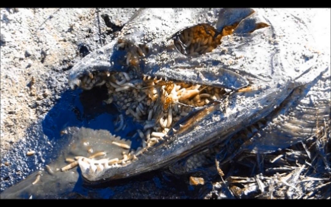 Blow Flies and Juvenile Birds