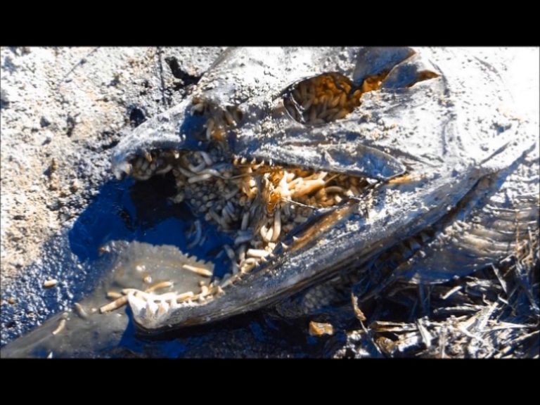 Blow Flies and Juvenile Birds