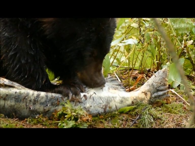 Salmon and Blow Flies