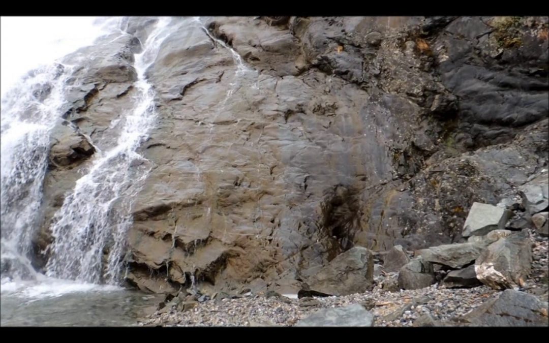 Apatanidd Case Maker Caddisfly at Nugget Falls