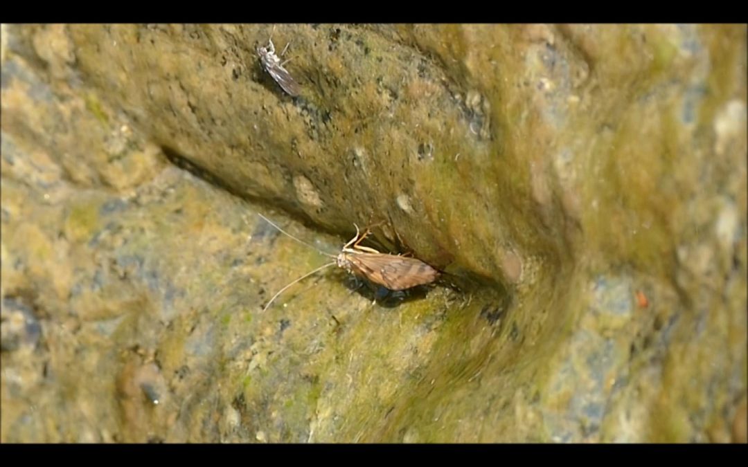 Caddisfly laying eggs at Nugget Falls