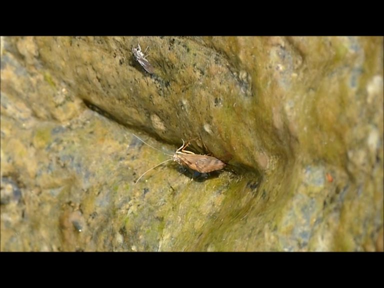 Caddisfly laying eggs at Nugget Falls