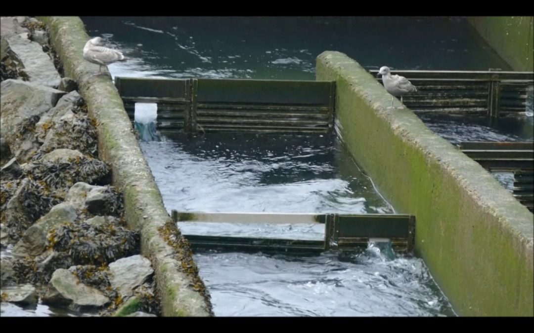 Harbor Seals Hunting for Coho Salmon