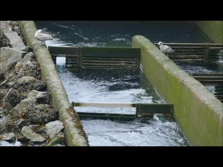 Harbor Seals Hunting for Coho Salmon