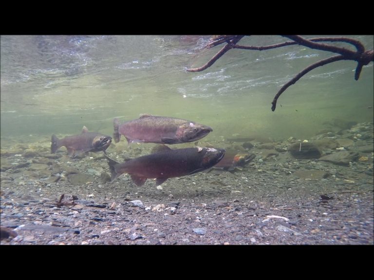 Waiting for Females (Coho)