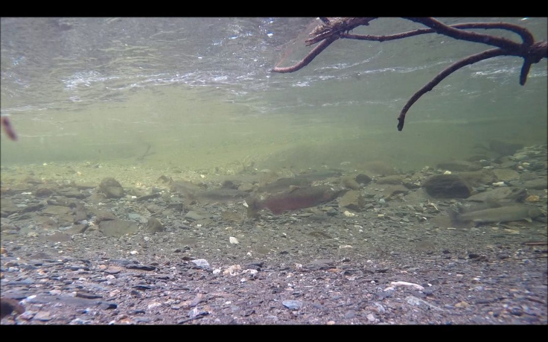 Coho and Cutthroat courting Dolly Varden