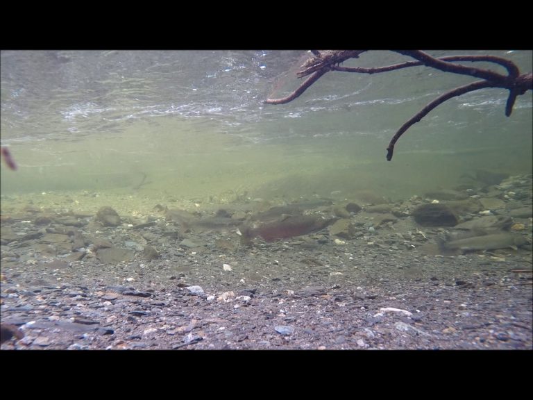 Coho and Cutthroat courting Dolly Varden