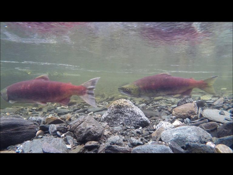 Sockeye Salmon, male and female in spawning coloration