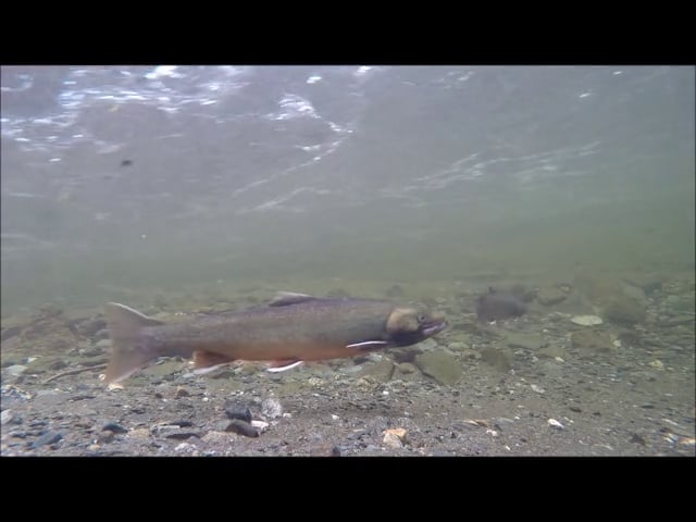 Dolly Varden Interacting