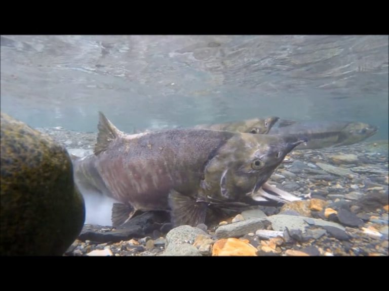 Salmon and Blow Flies in Alaska