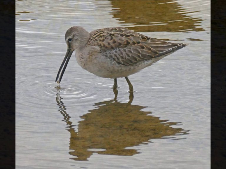 Dowitchers and Amphipods