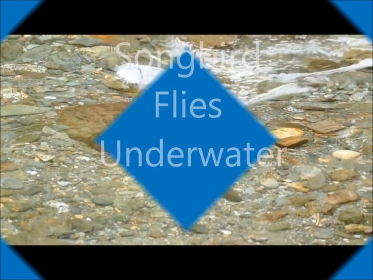 Songbird Flies Underwater