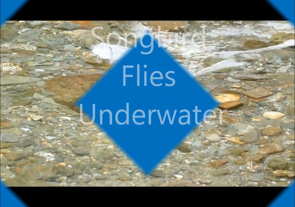 Songbird Flies Underwater