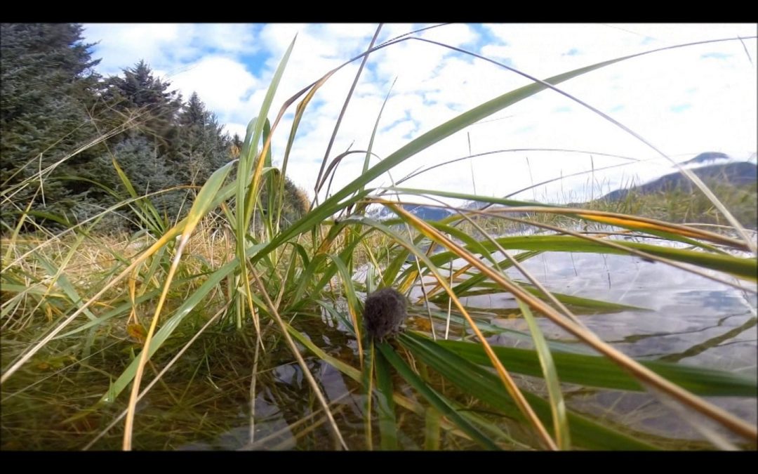 Swimming Vole