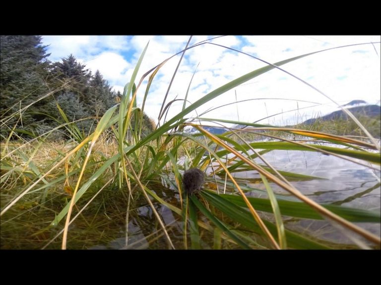 Swimming Vole