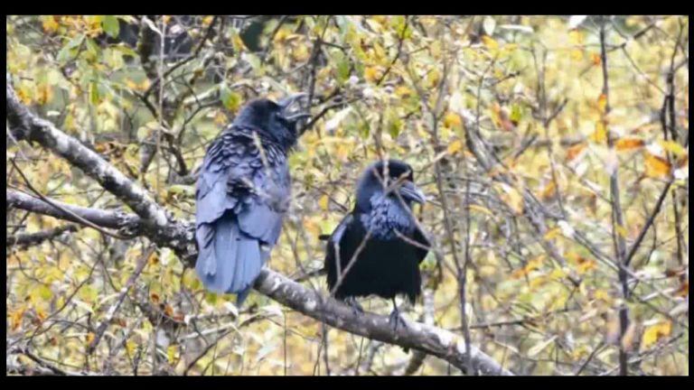Raven Behavior 2