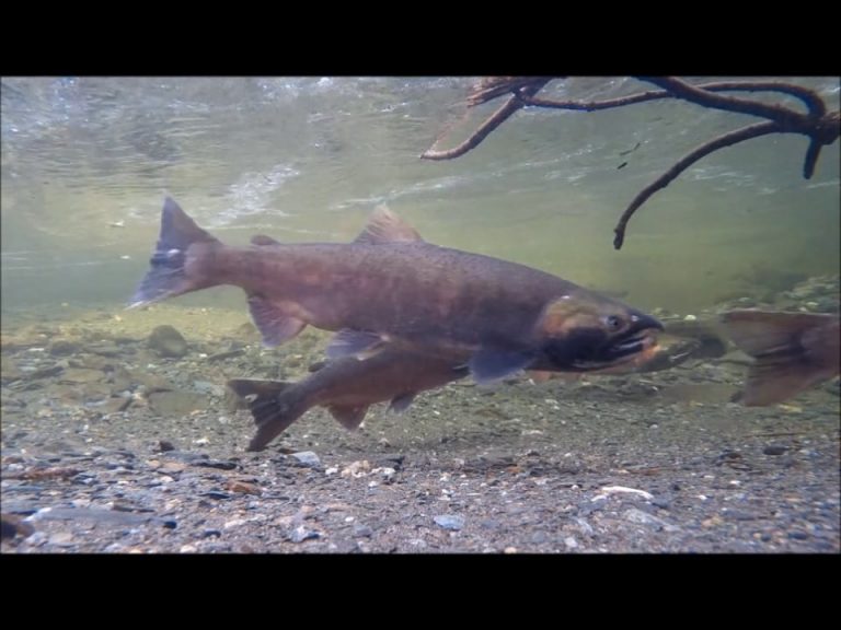 Coho Salmon Arrive for Spawning