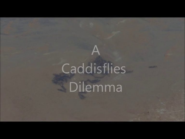 A Caddisflies Dilemma