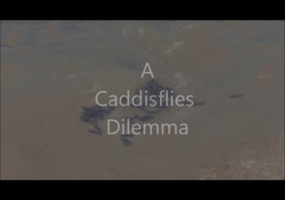A Caddisflies Dilemma