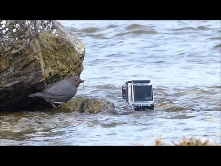 Dippers Love GoPros or do they?