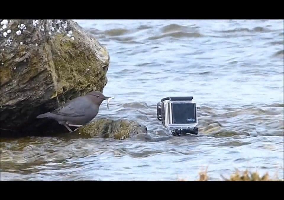 Dippers Love GoPros or do they?