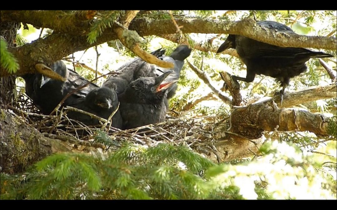 Crow Feeding and Tending Young