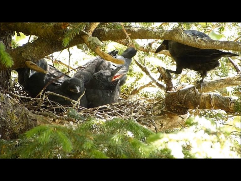 Crow Feeding and Tending Young