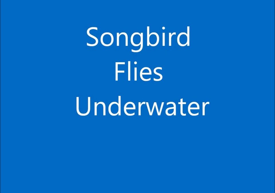 Songbird Flies Underwater 2
