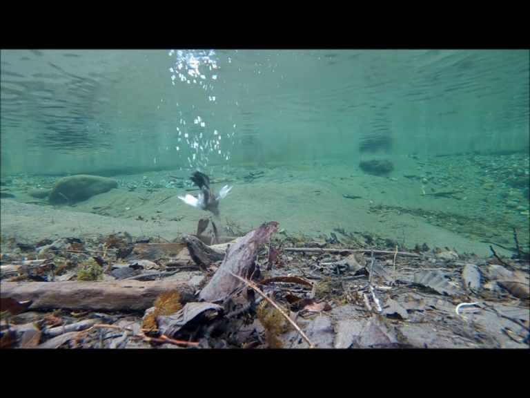 Dipper Diving at Normal Speed